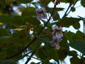 Paulownia fortunei IMG_4541 Paulownia Fortunei